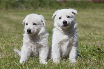two White Swiss Shepherds puppies