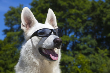 White Swiss Shepherd with sun glasses on her mazzle