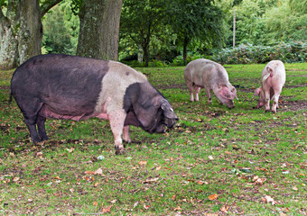 Pigs in the New Forest Woodland