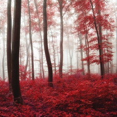 Fototapety  Blask jasny jesienny las