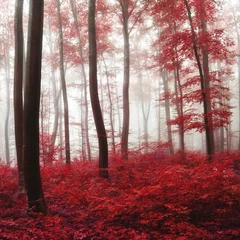 Foto op Canvas Gloed licht herfstbos © robsonphoto