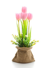 Obraz premium Tulips flower