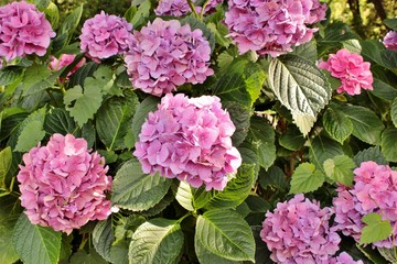 Fototapeta premium Hortensia hydrangea
