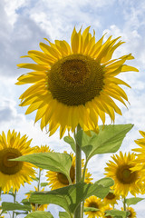 sunflower tournesol