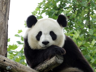 Fototapeta premium Wielka Panda 3