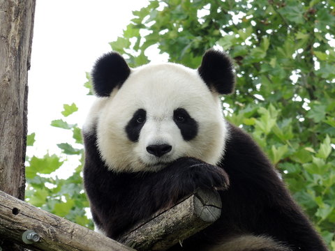 Panda Géant 3