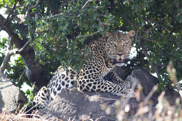 Naklejka na ściany i meble Wild leopard feline in the bush