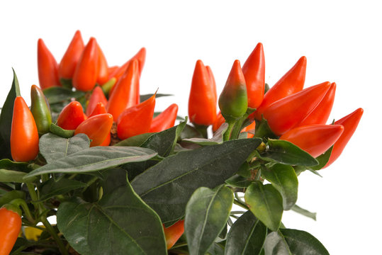 Chilipflanze