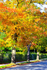 Obraz premium golden autumn