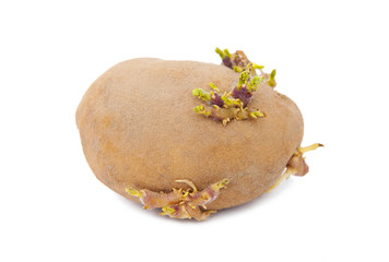 Sprouted potato