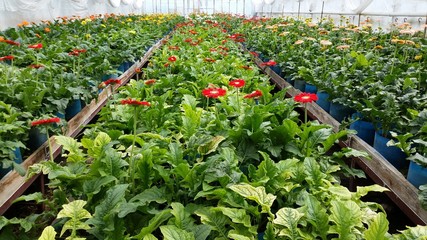 Szklarnia z kwitnących gerberami © kovcia