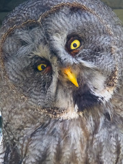 Great gray owl (Strix nebulosa)