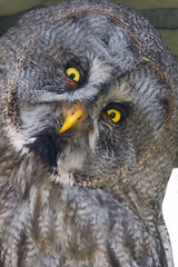 Great gray owl (Strix nebulosa)