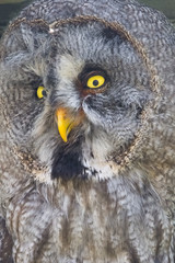Great gray owl (Strix nebulosa)