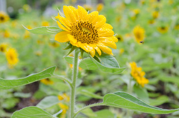 Beautiful  sunflower