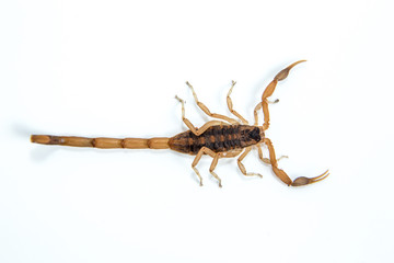 Bark Scorpion