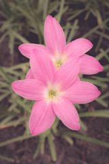 sepia toned lily