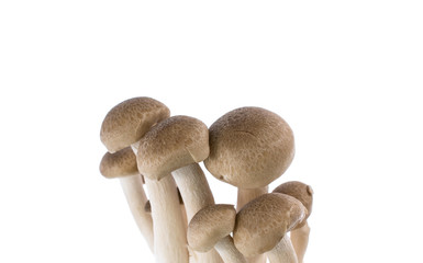 mushroom