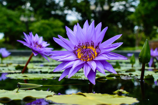 Blue lotus