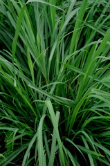 Fototapeta premium レモングラス