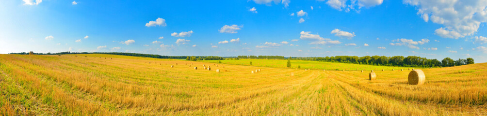 Field panorama