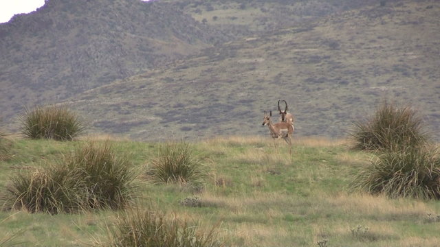 Rutting Prognhorn Antelope