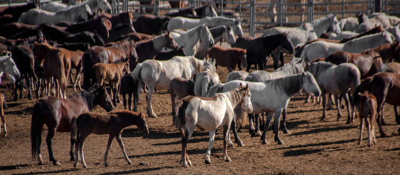 Captive Wild Horses In Rock Spring, Wyoming