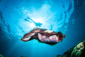 Broadclub cuttlefish Sepia latimanus in Gorontalo underwater