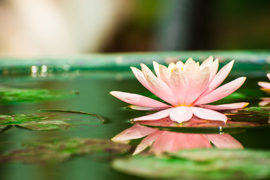 A beautiful pink waterlily or lotus flower in pond