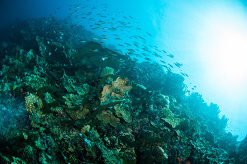 Naklejka na ściany i meble Various hard coral reefs in Gorontalo, Indonesia underwater