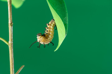 pupa on branch