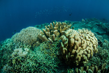 Naklejka na ściany i meble Dendrogyra cyllindrus, various coral in Gorontalo underwater