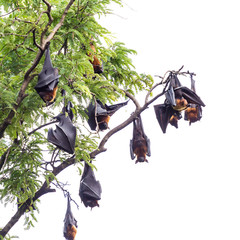 fruit bat on tree © Satit _Srihin