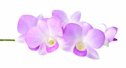 Fototapeta na wymiar Violet orchid isolated on white background