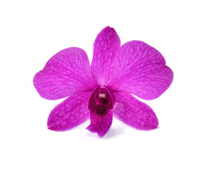 Naklejka na ściany i meble Purple Orchid Flower isolated on white background
