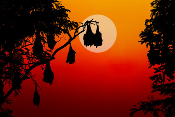  silhouetted fruit bat on tree at sunset