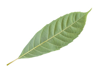 green leaf on  white background