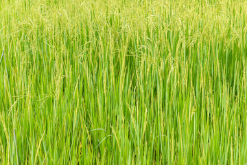 grains of rice in the fields