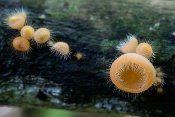 Obraz na płótnie Canvas orange Coat mushrooms close up