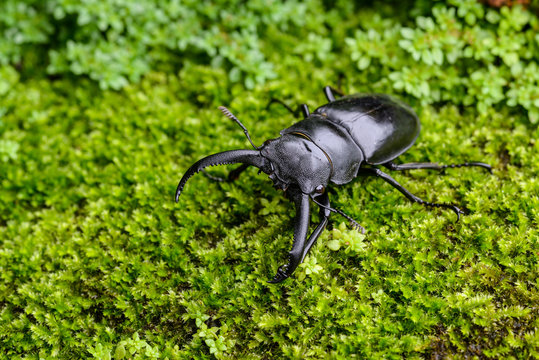 Stag Beetle  on nature Background