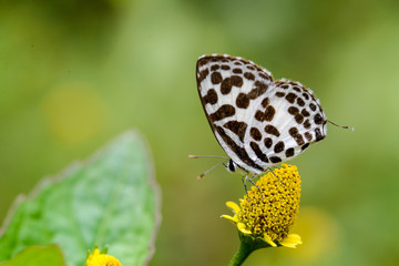 Common Pierrot butterfly on yellow flower