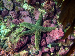 Starfish, Barents sea