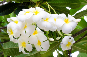 White and yellow plumeria flower