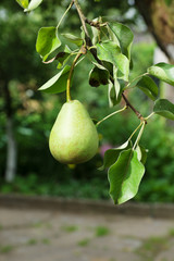 green pear
