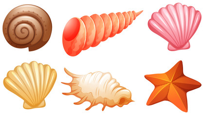 Set of seashells