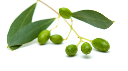 forming olives