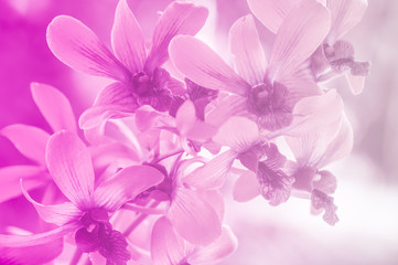 Fototapeta na wymiar Sweet color orchid and soft background