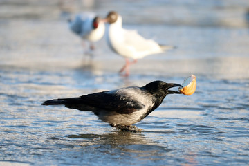 crow ice winter wildlife