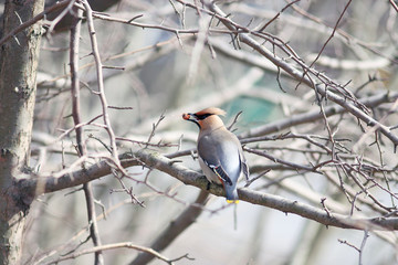 Waxwing on branches without leaves