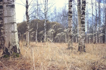 Peel and stick wall murals Spring birch forest